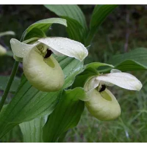 Cypripedium flavum Creme (p11*11)