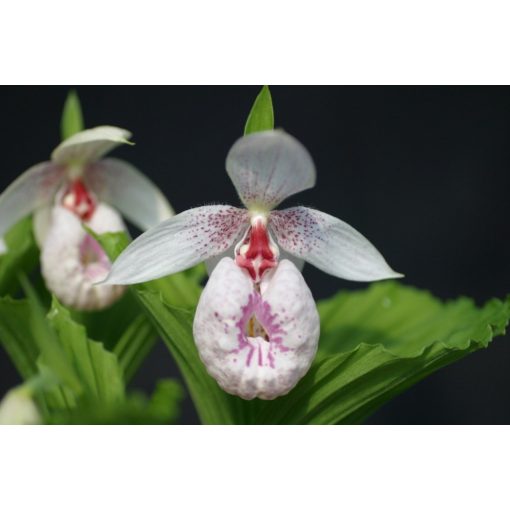 Cypripedium formosanum