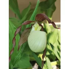 Cypripedium kentuckiense