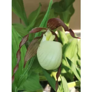 Cypripedium kentuckiense
