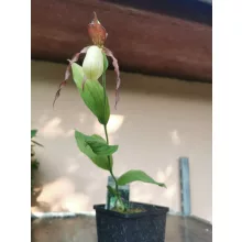 Cypripedium kentuckiense