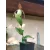 Cypripedium kentuckiense
