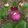 Cypripedium macranthos (p11*11)