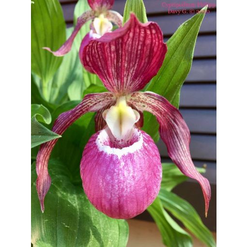 Cypripedium phillippe (p11*11)