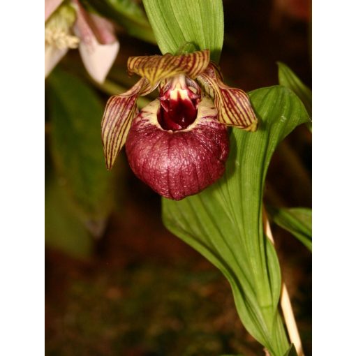 Cypripedium tibeticum