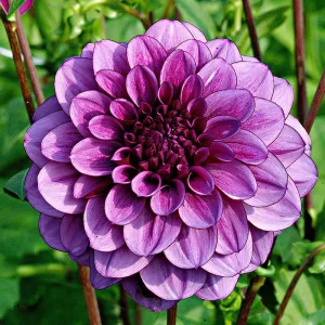 Dahlia Blue Bell - Dália
