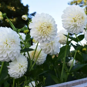 Dahlia Boom Boom White - Dália