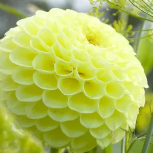 dahlia-Boom-Boom-Yellow