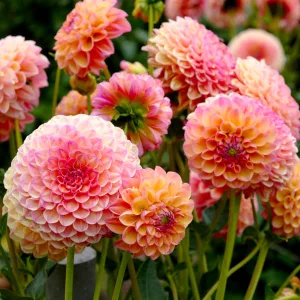 Dahlia Burlesca - Dália