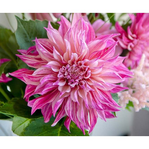 Dahlia Café au Lait Royal - Dália