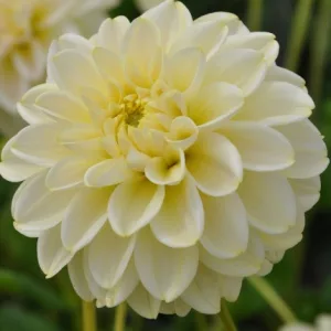 Dahlia Caramel Antique - Dália