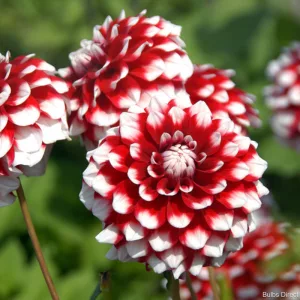 Dahlia Checkers - Dália