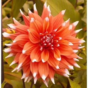 Dahlia Colour Spectacle - Dália