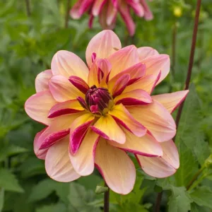 Dahlia Dark Butterfly - Dália