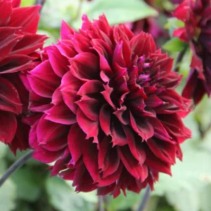 Dahlia Dark Fubuki - Dália
