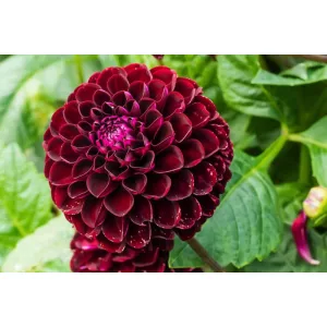 Dahlia Dark Spirit - Dália