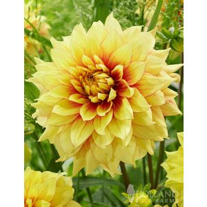 Dahlia Dazzling Sun - Dália