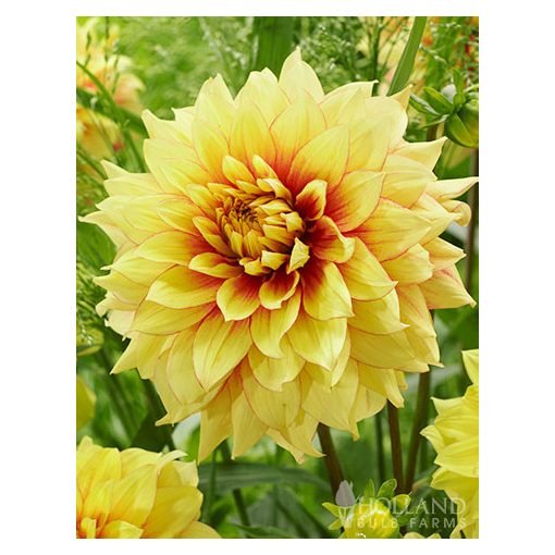 Dahlia Dazzling Sun - Dália