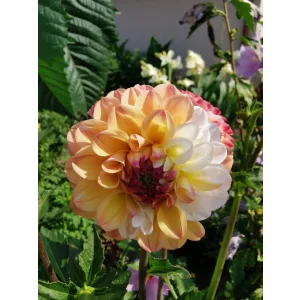 Dahlia Double Jill - Dália