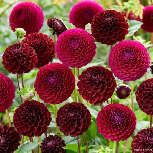 Dahlia Downham Royal - Dália