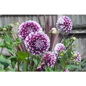Dahlia Edinburgh - Dália