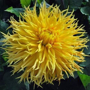 Dahlia Encore - Dália