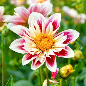 Dahlia Fashion Monger - Dália