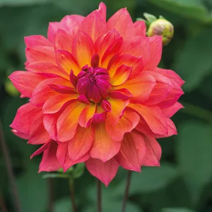 Dahlia Fire Pot - Dália