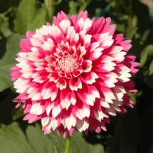 Dahlia Fuzzy Wuzzy - Dália