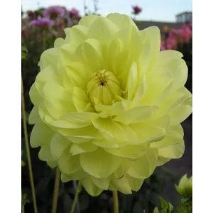 Dahlia Glorie van Heemstede - Dália