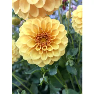 Dahlia Golden Scepter - Dália