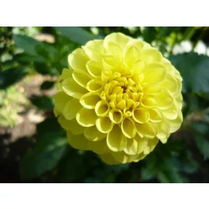 Dahlia Golden Torch - Dália