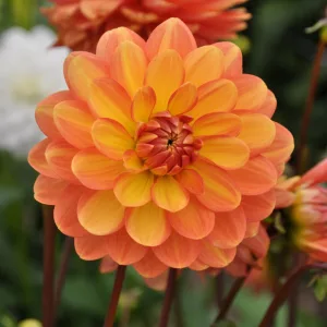 Dahlia Graceland - Dália