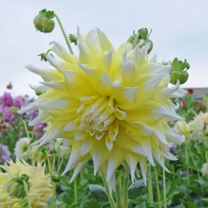 Dahlia Grand Prix - Dália