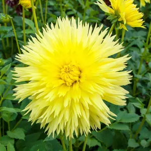 dahlia-Hale-Bopp