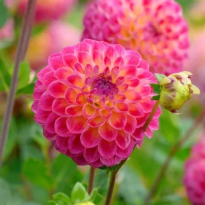 Dahlia Hapet Daydream - Dália