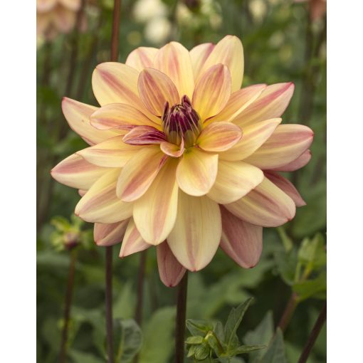 Dahlia Happy Butterfly - Dália