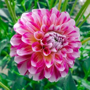 dahlia-Hawaii