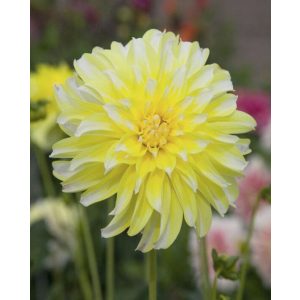 Dahlia Hollyhill Lemon Ice (I.) - Dália