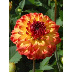 Dahlia Icoon - Dália