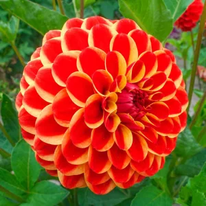 dahlia-Jescot-Lingold