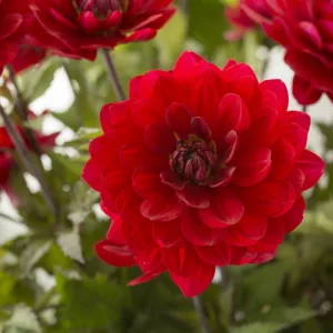 Dahlia Karma Amora - Dália