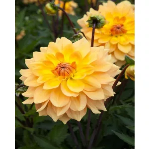 Dahlia Karma Gold - Dália