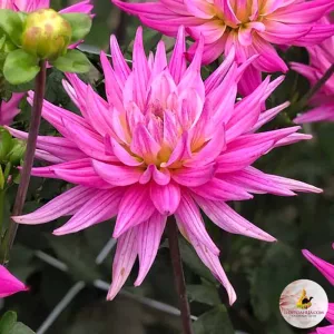 Dahlia Karma Pink Corona - Dália