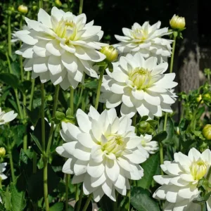 Dahlia Karma Serena - Dália