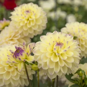 Dahlia Lake Carey - Dália