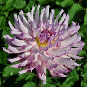 Dahlia Leila Savanna Rose (I.) - Dália