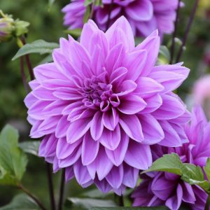 Dahlia Lilac Time - Dália