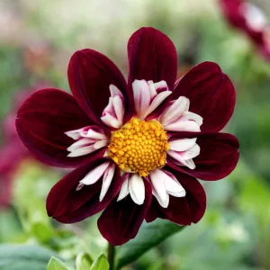 Dahlia Mary Evelyn - Dália