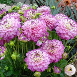 Dahlia Melody Dixie - Dália